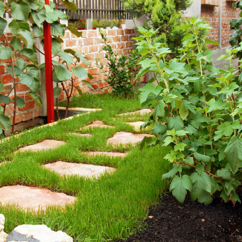 green grass with landscaping and shrubs